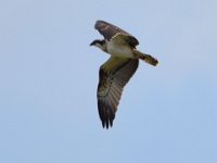 Fischadler (Pandion haliaetus) 16